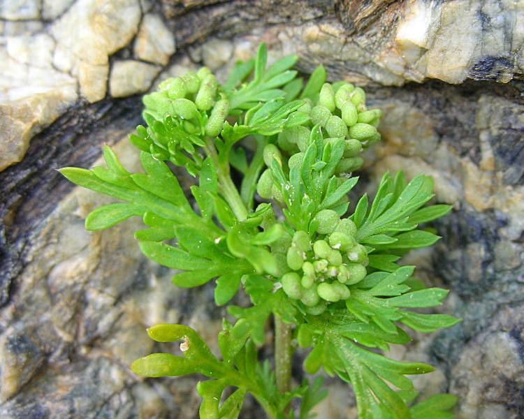 Lepidium didymum (=Coronopus didymus) / Lappolina americana